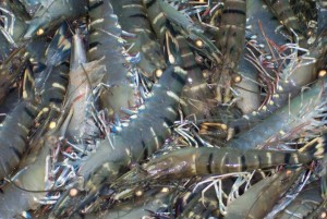 Vietnam eyes bigger share in Australia’s shrimp market