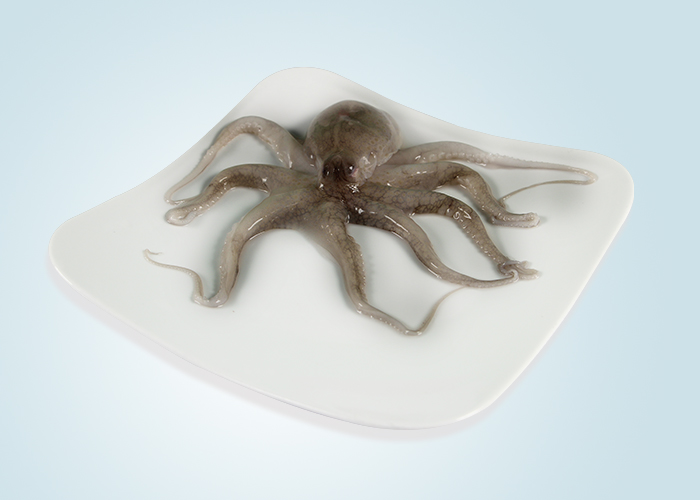 Raw Octopus